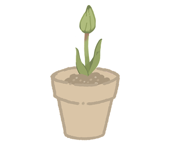 蕾が開き出している画像